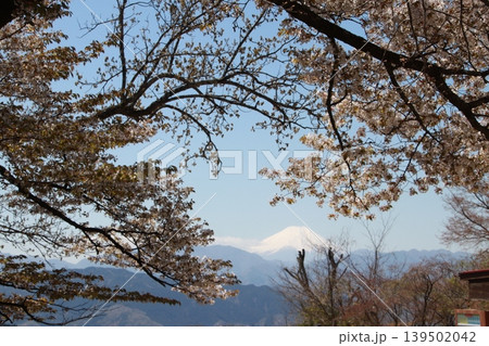 高尾山頂上から見る富士山と桜 139502042