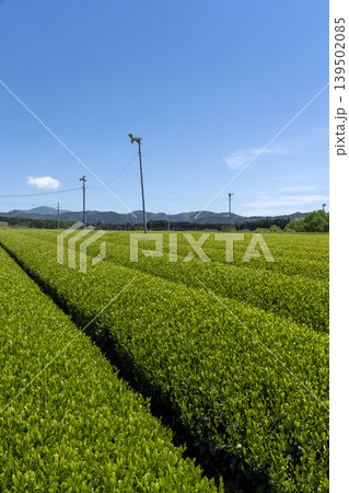 新茶の時期の茶畑と五月の空のコピースペース 新茶の時期の茶畑と五月の空のコピースペース 139502085