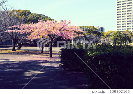春の千葉みなと公園 千葉みなと 春の千葉みなと公園 千葉みなと 139502166