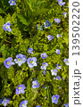 Purple and green flowers grow in a field on a sunny day in springtime 139502220