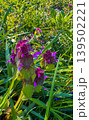 Purple flowers bloom among green grass in a sunny garden on a spring day 139502221