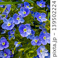 Colorful flowers bloom in a garden during spring season in bright sunlight 139502224