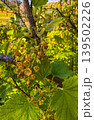 Yellow flowering plant in a garden during springtime in daylight hours 139502226