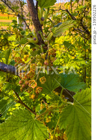 Yellow flowering plant in a garden during springtime in daylight hours Yellow flowering plant in a garden during springtime in daylight hours 139502226