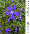 Purple flower blooms in garden during spring season near urban area 139502227