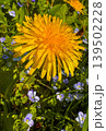 Yellow dandelion stands tall among small blue flowers in the garden 139502228