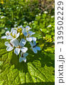 White flowers bloom in a green field during springtime 139502229