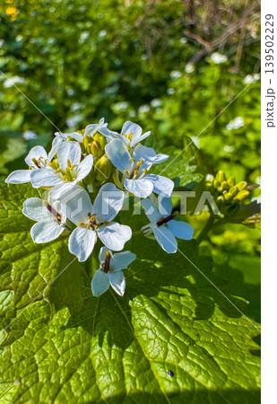 White flowers bloom in a green field during springtime 139502229