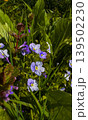 Colorful flowers and green plants grow in a sunny garden area during spring time 139502230