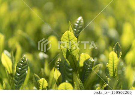 一番茶のころのみずみずしいお茶の新芽 一番茶のころのみずみずしいお茶の新芽 139502260