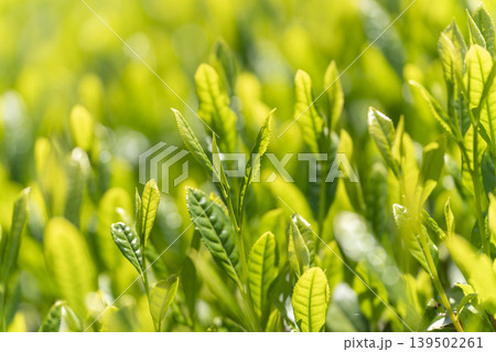 一番茶のころのみずみずしいお茶の新芽 一番茶のころのみずみずしいお茶の新芽 139502261