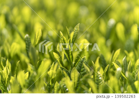 一番茶のころのみずみずしいお茶の新芽 一番茶のころのみずみずしいお茶の新芽 139502263