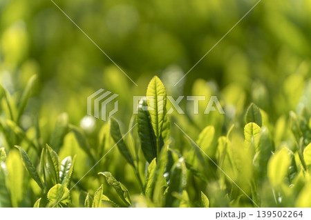 一番茶のころのみずみずしいお茶の新芽 一番茶のころのみずみずしいお茶の新芽 139502264