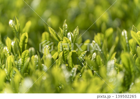 一番茶のころのみずみずしいお茶の新芽 139502265