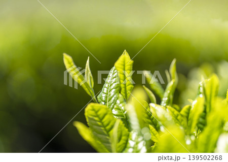一番茶のころのみずみずしいお茶の新芽 139502268