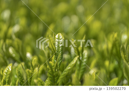 一番茶のころのみずみずしいお茶の新芽 一番茶のころのみずみずしいお茶の新芽 139502270