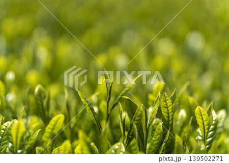 一番茶のころのみずみずしいお茶の新芽 一番茶のころのみずみずしいお茶の新芽 139502271