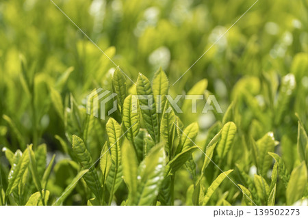 一番茶のころのみずみずしいお茶の新芽 一番茶のころのみずみずしいお茶の新芽 139502273