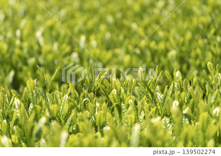 一番茶のころのみずみずしいお茶の新芽 一番茶のころのみずみずしいお茶の新芽 139502274