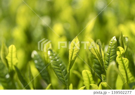 一番茶のころのみずみずしいお茶の新芽 一番茶のころのみずみずしいお茶の新芽 139502277