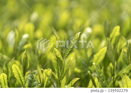 一番茶のころのみずみずしいお茶の新芽 一番茶のころのみずみずしいお茶の新芽 139502279