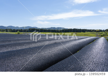 かぶせ茶の茶畑と五月の空 かぶせ茶の茶畑と五月の空 139502459