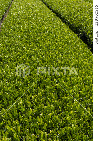 新茶の時期の茶畑 新茶の時期の茶畑 139502565