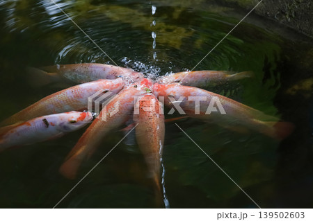 Group Tilapia Fish is eat water in the river 139502603