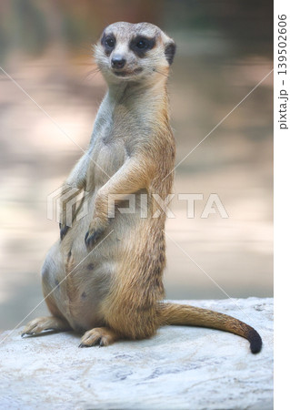 The meerkat is stay in the garden The meerkat is stay in the garden 139502606