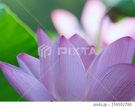 木陰に咲く蓮の花 木陰に咲く蓮の花 139502780