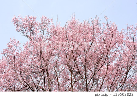 早咲き桜の花　エドヒガン 139502822