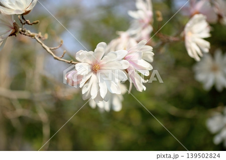 爽やか　シデコブシの花 139502824