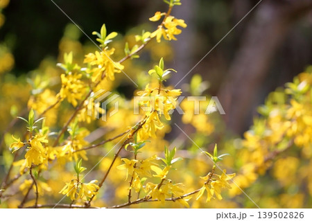 春めき　レンギョウの花 139502826