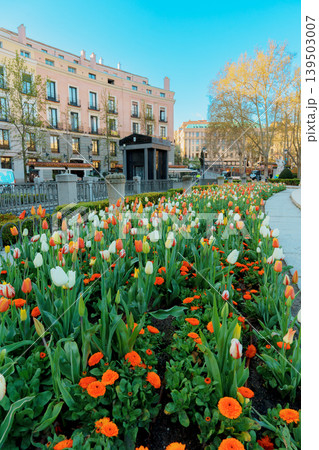 Colorful Tulip Garden in Plaza de Oriente Madrid Spain Colorful Tulip Garden in Plaza de Oriente Madrid Spain 139503007