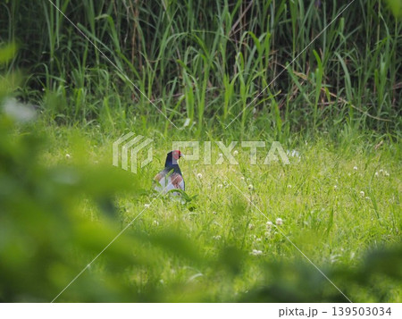 初夏の荒川河川敷で採餌するキジ 初夏の荒川河川敷で採餌するキジ 139503034