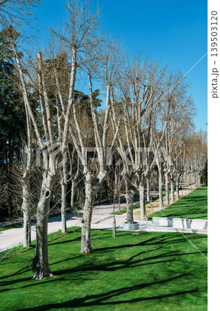 Tree Lined Gardens of Campo del Moro in Madrid Spain Tree Lined Gardens of Campo del Moro in Madrid Spain 139503120