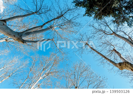 Looking Up at Bare Trees in Campo del Moro Madrid Spain 139503126