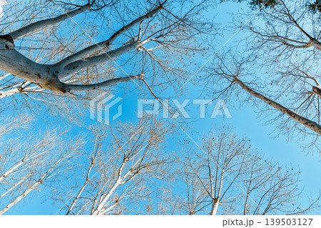 Looking Up at Bare Trees in Campo del Moro Madrid Spain 139503127