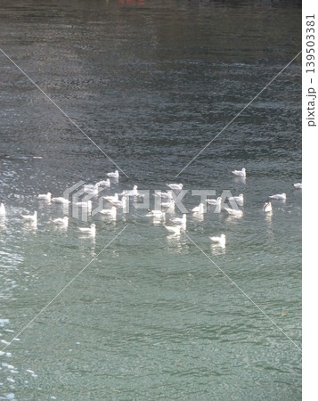 鳥 水辺 鳥 水辺 139503381