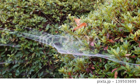 緑の生垣に張られた白い蜘蛛の巣 緑の生垣に張られた白い蜘蛛の巣 139503695