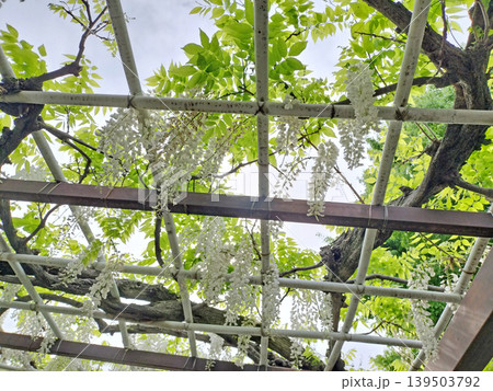 白藤の光景 名城公園/写真 白藤の光景 名城公園/写真 139503792