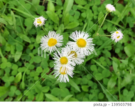 道端の春紫菀 野草/写真 道端の春紫菀 野草/写真 139503798