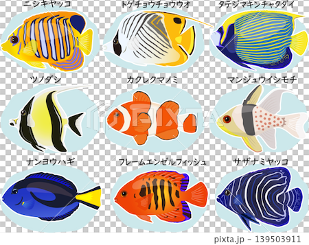 命名海水魚套裝 命名海水魚套裝 139503911