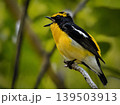 新緑の森でさえずるキビタキのオス 139503913
