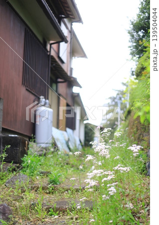 小さな路地に咲く白い花 139504044