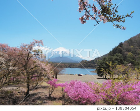 山梨県　春の精進湖岸と子抱き富士　4月 139504054