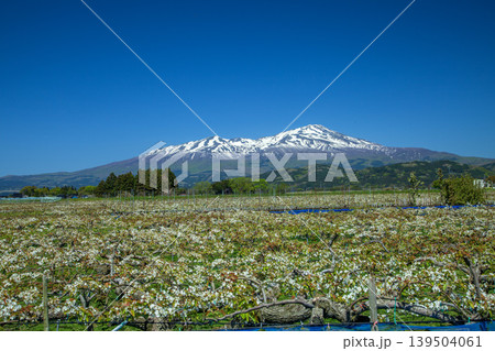 梨の花と鳥海山 139504061