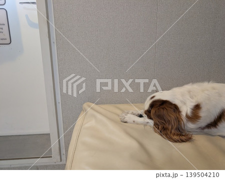 フェリーの個室ドッグルームで眠るキャバリアキングチャールズスパニエル フェリーの個室ドッグルームで眠るキャバリアキングチャールズスパニエル 139504210