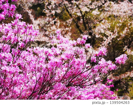 山梨県　ミツバツツジ　4月 139504263