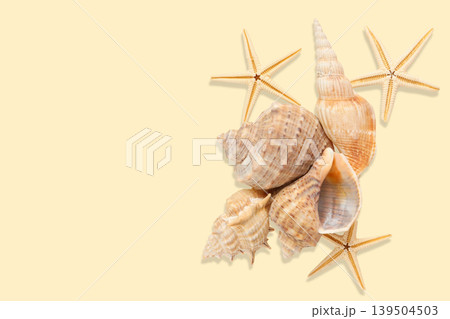 Collection of seashells and starfish on a light surface 139504503